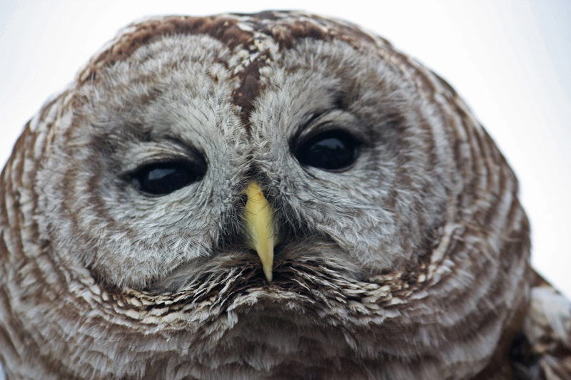 Barred Owl